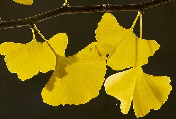 Leaves of Maidenhair Tree Ginkgo biloba in autumn. From China, planted; Dorset