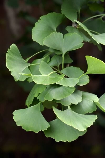 Leaves of the Maidenhair Tree. Private garden in Kent - UK. August. The appearance of this tree suggests that it is male