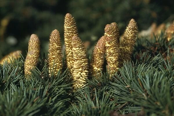Lebanon Cedar - Cones shedding pollen