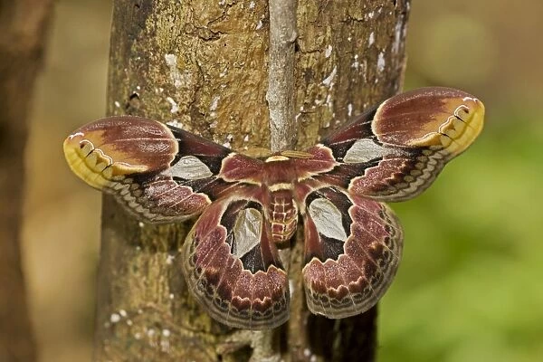 Lebeau's Rothschildia (silkmoth) - Costa Rica