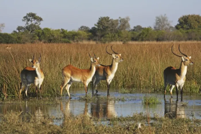Framed Print : Lechwe waterbuck, Moremi NP, Botswanan Framed Print : Lechwe waterbuck, Moremi NP, Botswanan