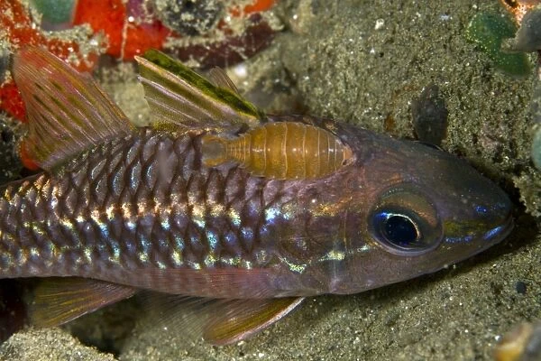 LEE-189. Isopod - on a Cardinalfish (Apogon apogonidae). Indonesia. Nerocila sp.. Lea Lee