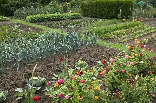 Leeks growing in Allotment  /  Vegetable Garden  /  Kitchen Garden with flowers