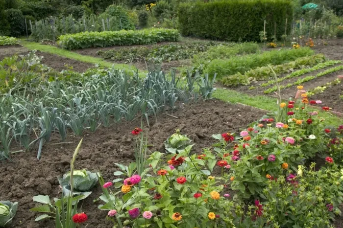 Framed Print : Leeks growing in Allotment / Vegetable Garden / Kitchen Garden with flowers Framed Print : Leeks growing in Allotment / Vegetable Garden / Kitchen Garden with flowers