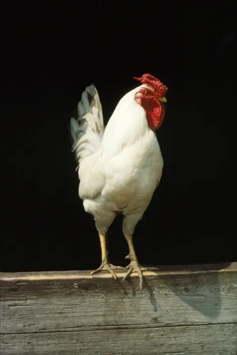 Framed Print : Leg-horn Chicken Framed Print : Leg-horn Chicken
