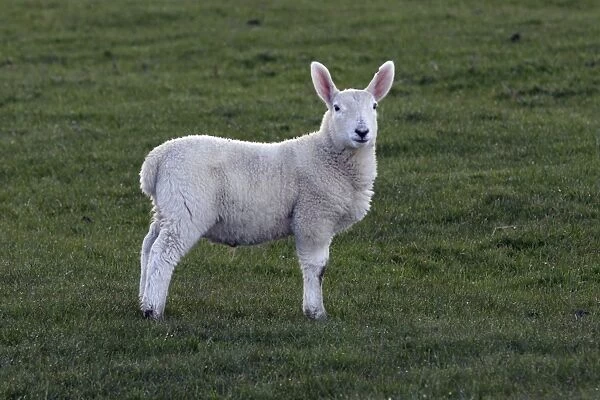 Leicester lamb - Northumberland, England