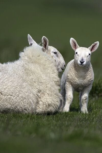 Leicester Sheep - Ewe with lamb Northumberland, England