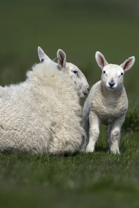 Framed Print : Leicester Sheep - Ewe with lamb Northumberland, England