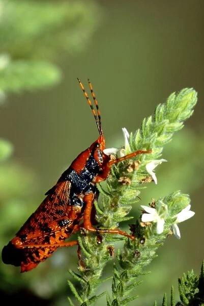 Leichhardt's Grasshopper - On host plant (Pityrodia jamesii) - Kakadu National Park (World Heritage Area), Northern Territory, Australia JPF51087