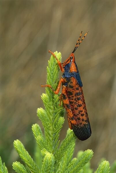 Leichhardt's grasshopper - on host plant Pytirodia sp. - Kakadu National Park (World Heritage Area) - Northern Territory, Australia JPF50837