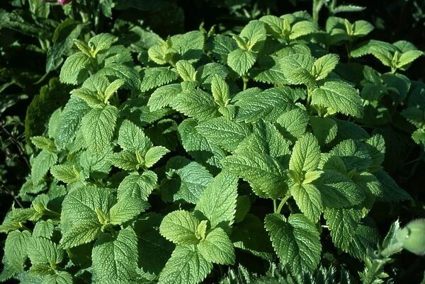 Lemon Balm ROG 936 Widely used as a herb and flavouring Melissa Officinalis © Bob Gibbons  /  ARDEA LONDON