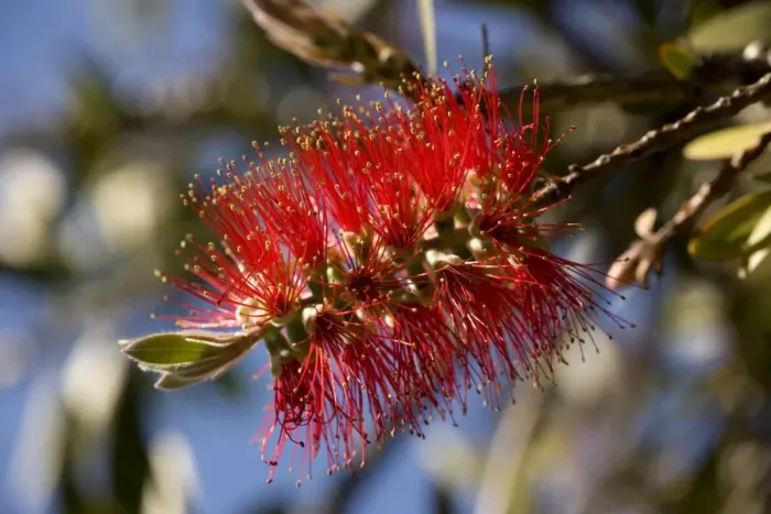 Framed Print : Lemon bottlebrush in flower. USA Framed Print : Lemon bottlebrush in flower. USA