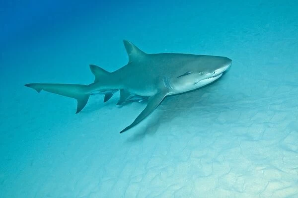 Lemon Shark - Bahamas
