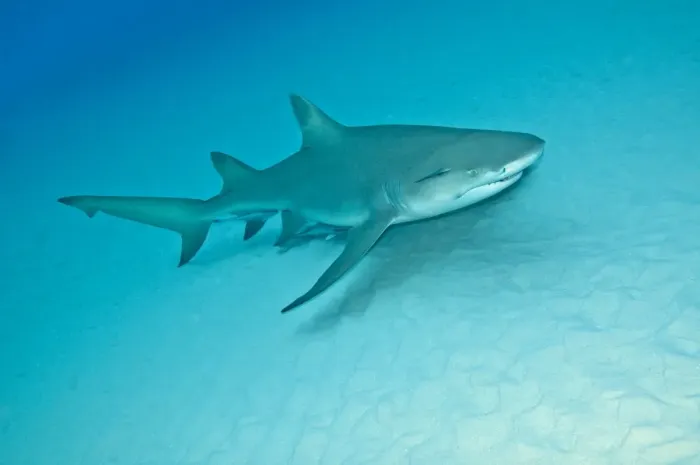 Framed Print : Lemon Shark - Bahamas Framed Print : Lemon Shark - Bahamas