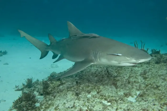 Framed Print : Lemon Shark - Bahamas Framed Print : Lemon Shark - Bahamas