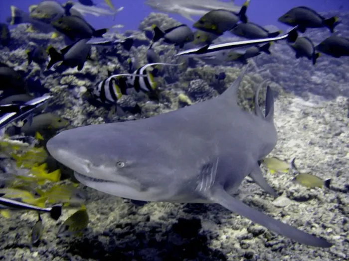 Framed Print : Lemon Shark Dangerous. with reef fish Moorea, French Polynesia