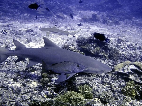 Lemon Shark Dangerous. With snapper Moorea, French Polynesia