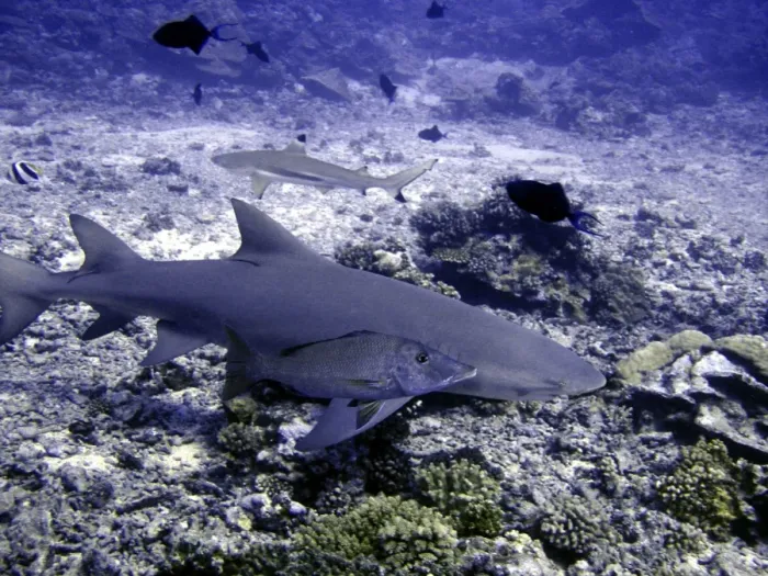 Framed Print : Lemon Shark Dangerous. With snapper Moorea, French Polynesia Framed Print : Lemon Shark Dangerous. With snapper Moorea, French Polynesia