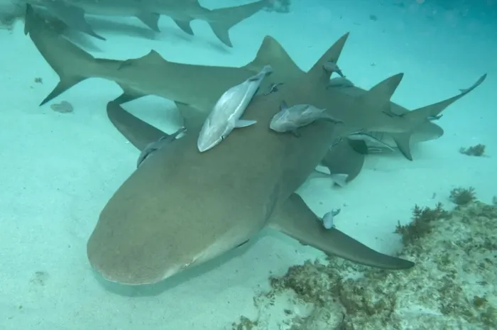 Framed Print : Lemon Shark - female is about to pup - the remoras are waiting to feed on the after birth - Bahamas Framed Print : Lemon Shark - female is about to pup - the remoras are waiting to feed on the after birth - Bahamas