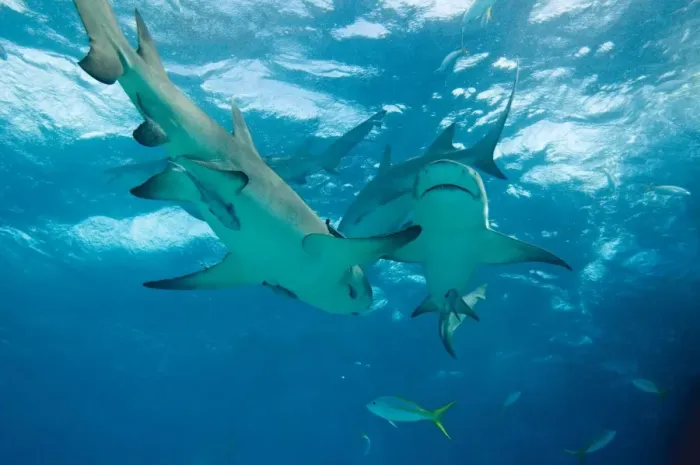 Framed Print : Lemon Sharks - Bahamas Framed Print : Lemon Sharks - Bahamas