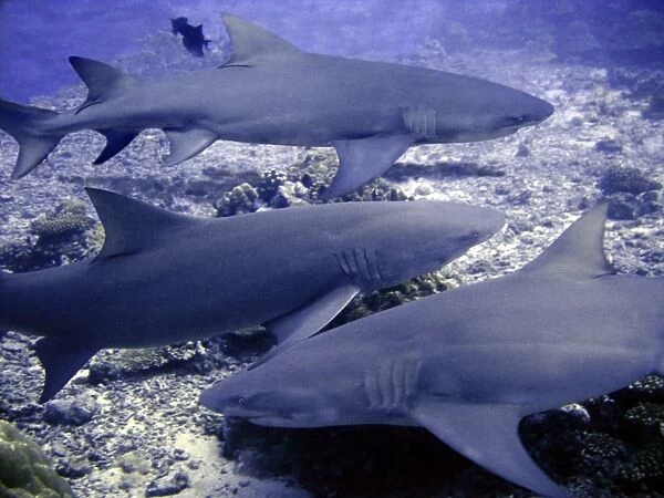 Lemon Sharks Dangerous. Waiting to be fed Moorea, French Polynesia