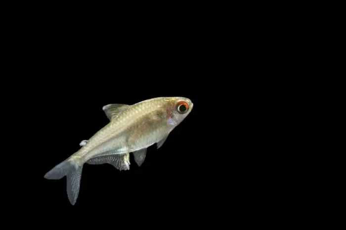 Framed Print : Lemon Tetra BB 596 Side view Hyphessobrycon pulchripinnis © Brian Bevan / ardea. com Framed Print : Lemon Tetra BB 596 Side view Hyphessobrycon pulchripinnis © Brian Bevan / ardea. com
