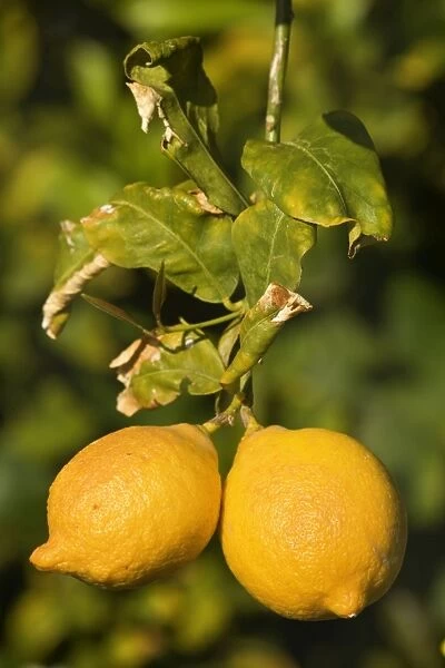Lemon Tree - with ripe lemon fruits hanging from branch - Borrego Springs - California, USA