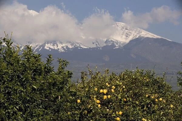 Lemon trees, with lemons, with Mount Etna beyond