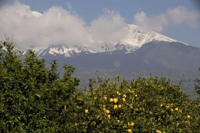 Framed Print : Lemon trees, with lemons, with Mount Etna beyond Framed Print : Lemon trees, with lemons, with Mount Etna beyond