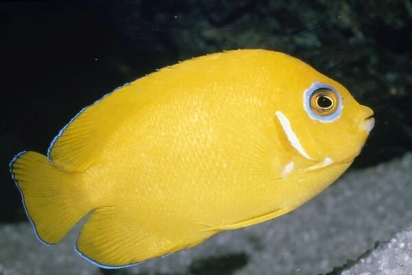 Lemonpeel Angelfish - Tropical Western Pacific