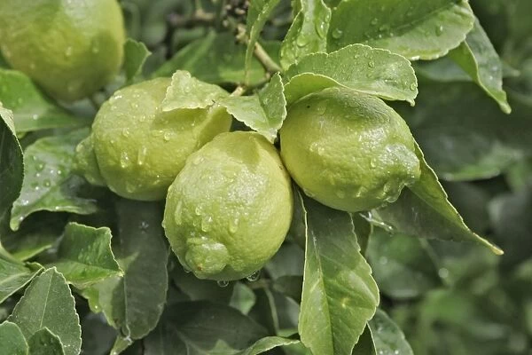 Lemons growing on tree