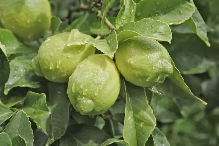 Framed Print : Lemons growing on tree Framed Print : Lemons growing on tree