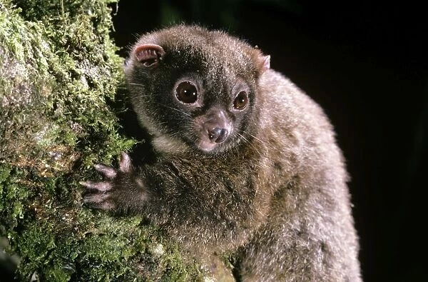 Lemuroid RIngtail Possum - rainforest - Queensland - Australia