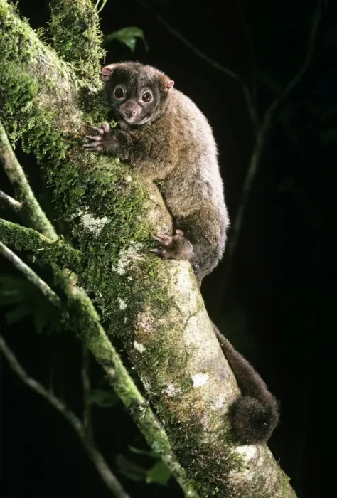 Framed Print : Lemuroid RIngtail Possum - rainforest - Queensland - Australia Framed Print : Lemuroid RIngtail Possum - rainforest - Queensland - Australia