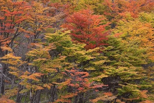 Lenga Beech Trees - forest in autumn - brightly