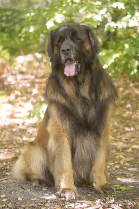 Framed Print : Leonberger dog outdoors Framed Print : Leonberger dog outdoors