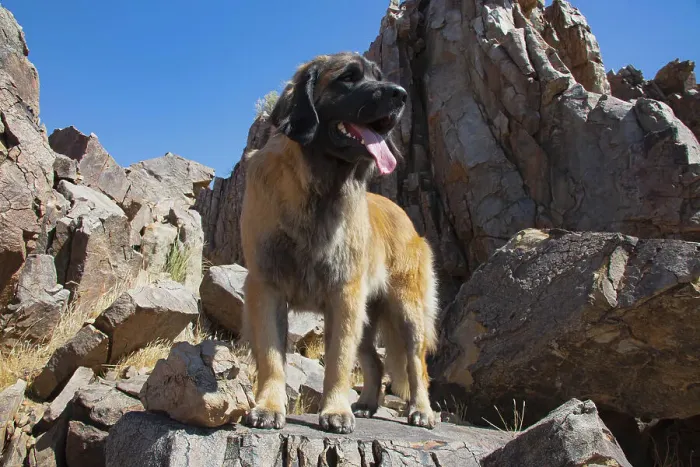 Framed Print : Leonberger waiting for the mail Date: 04-03-2020 Framed Print : Leonberger waiting for the mail Date: 04-03-2020