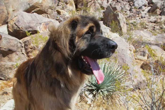 Framed Print : Leonbergers enjoying the high desert Date: 04-03-2020