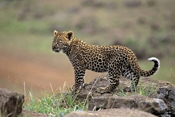 Leopard, 2 month old cub, Masai Mara Reserve, Kenya, Africa