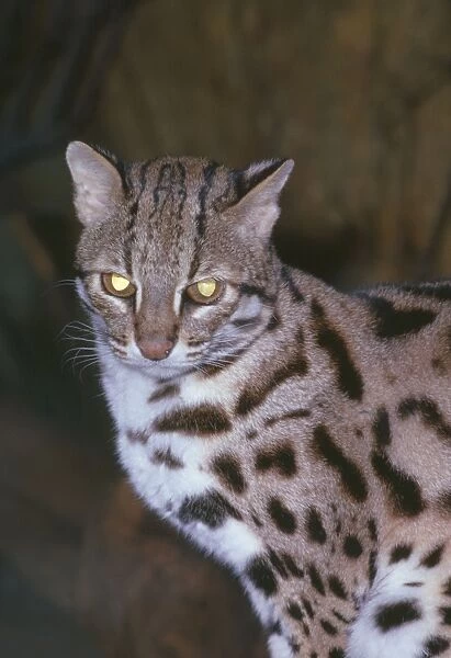 Leopard Cat - SE Asia