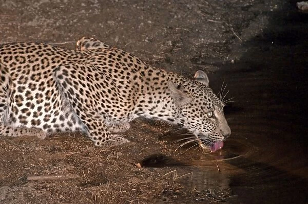 Leopard - drinking at night - Sabi Sands Game Reserve - South Africa