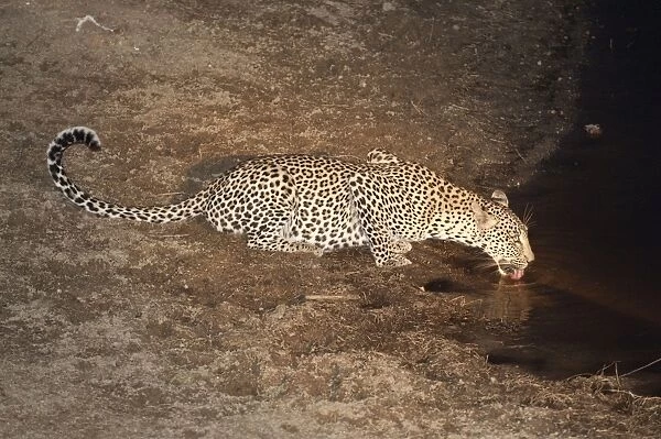 Leopard - drinking at night - Sabi Sands Game Reserve - South Africa