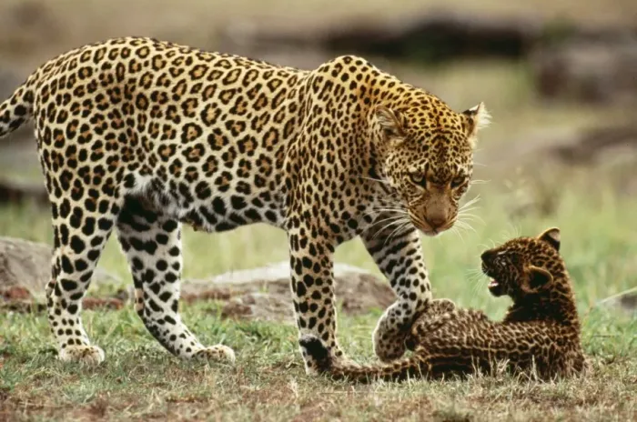 Framed Print : Leopard Female with 2 month old cub, Maasai Mara National Park, Africa Framed Print : Leopard Female with 2 month old cub, Maasai Mara National Park, Africa