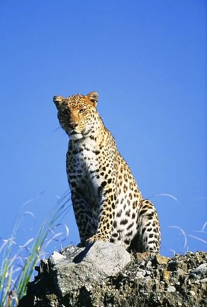 Leopard FG 11258 Panthera pardus © Francois Gohier  /  ARDEA LONDON