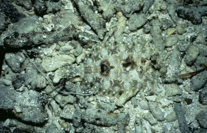 Framed Print : Leopard Flounder AU 20 / KD Bothus panherinus - Camoflauge, Great Barrier Reef Australia © Kev Deacon ARDEA LONDON Framed Print : Leopard Flounder AU 20 / KD Bothus panherinus - Camoflauge, Great Barrier Reef Australia © Kev Deacon ARDEA LONDON