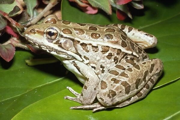 Leopard Frog Throughout Northern North America