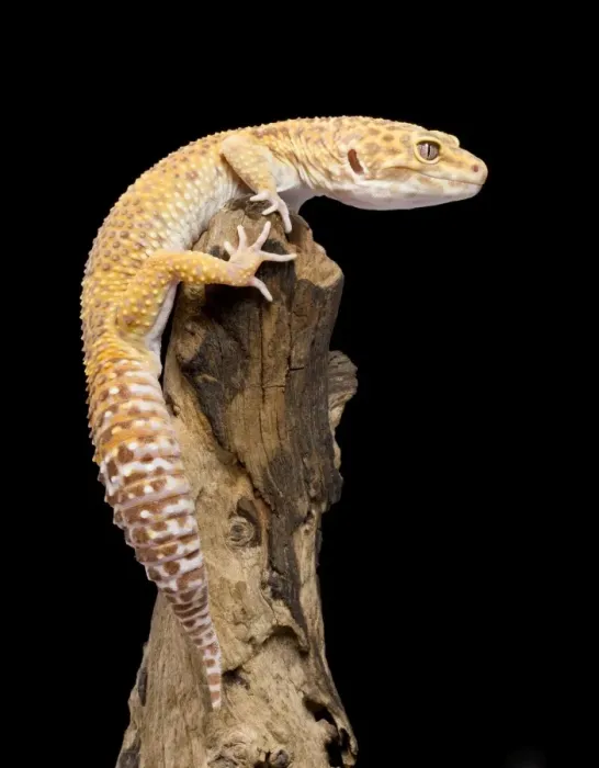Framed Print : Leopard Gecko - Albino mutation - Middle East - India Framed Print : Leopard Gecko - Albino mutation - Middle East - India