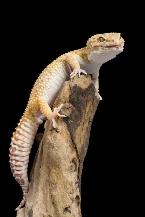 Framed Print : Leopard Gecko - Albino mutation - sticking tongue out - Middle East - India Framed Print : Leopard Gecko - Albino mutation - sticking tongue out - Middle East - India