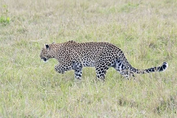 Leopard - Hunting - North Mara Reserve Kenya