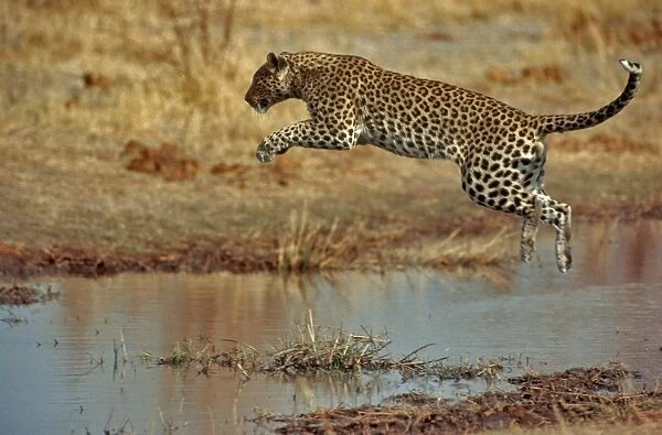 Leopard Jumping over water Okavango Delta, Botswana, Africa